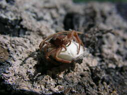 Image of Xysticus locuples Keyserling 1880