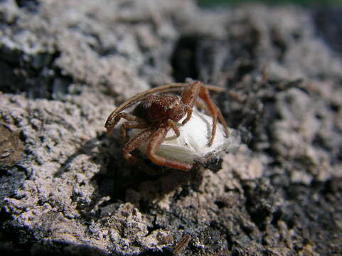 Image of Xysticus locuples Keyserling 1880