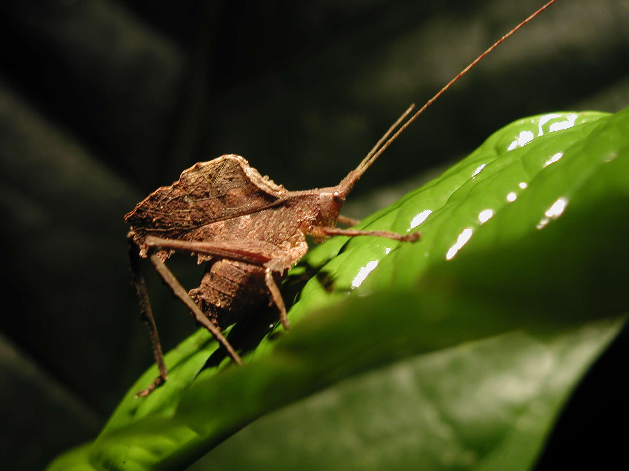 Image of Typophyllum morrisi Braun 2015