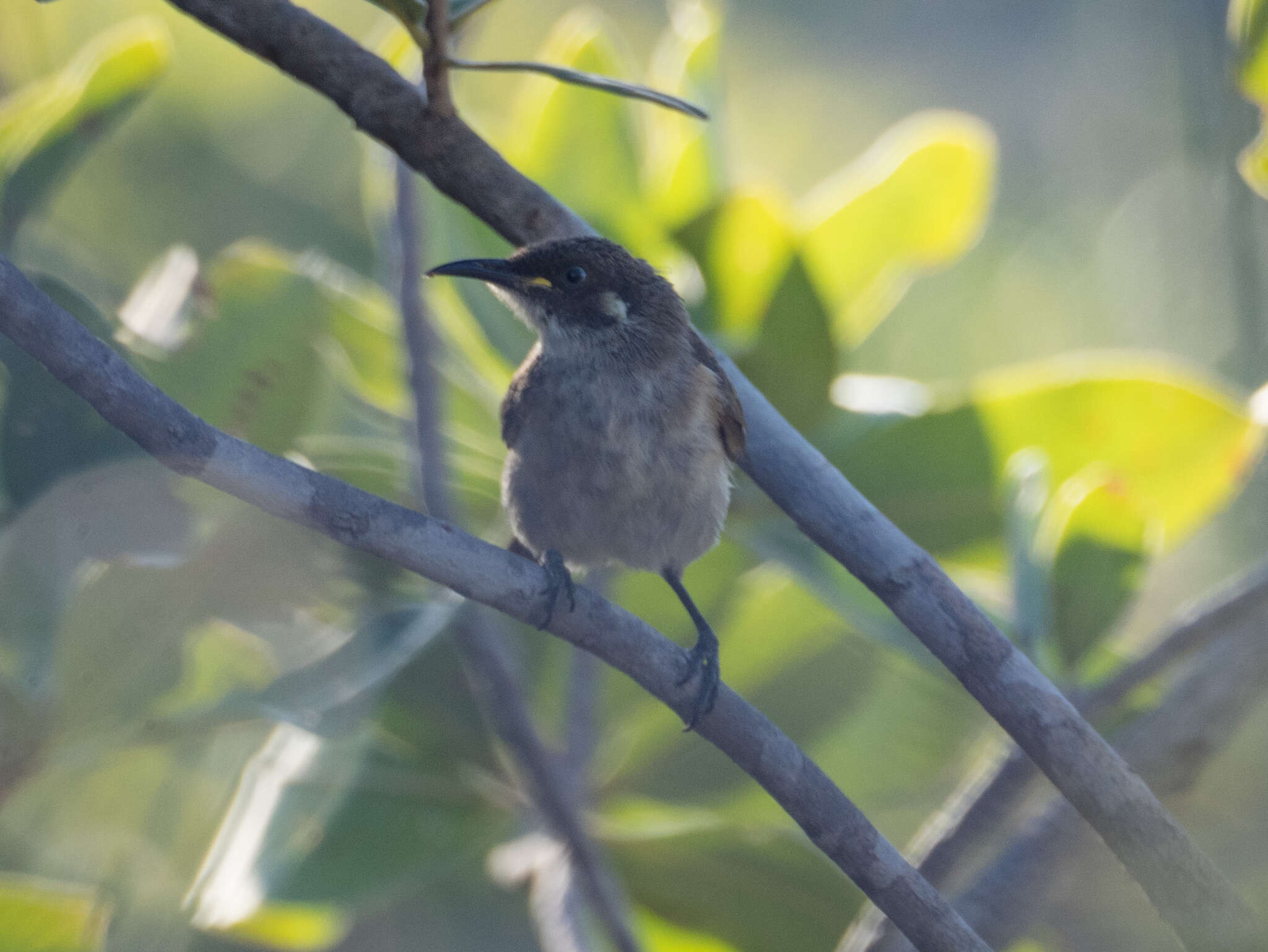 Image of White-lined Honeyeater