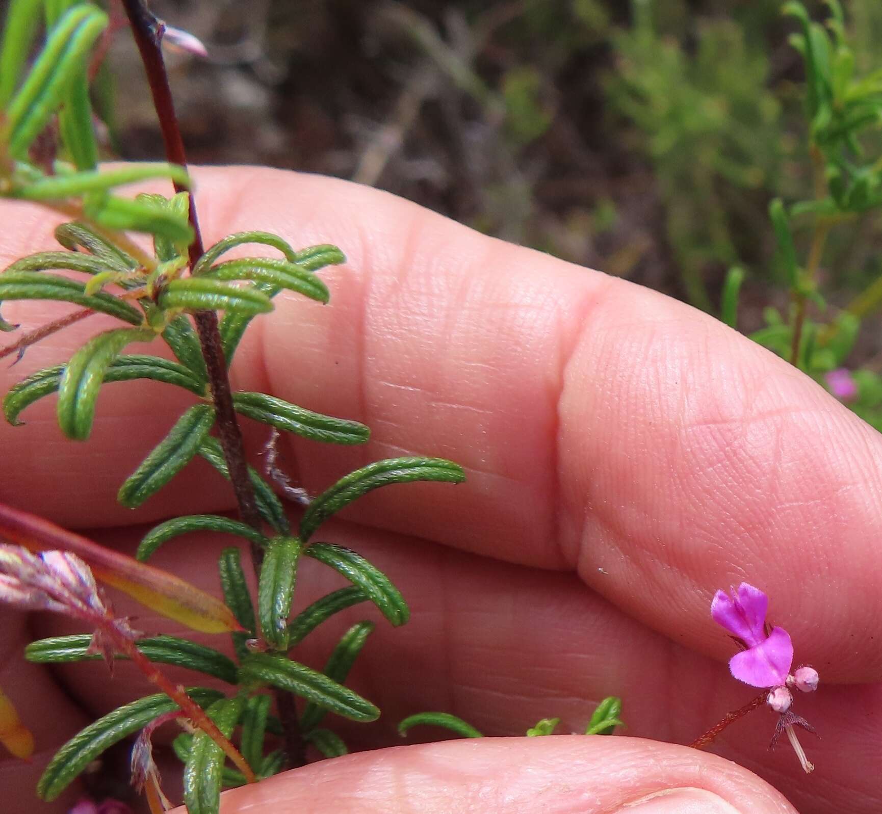 Imagem de Indigofera angustifolia L.