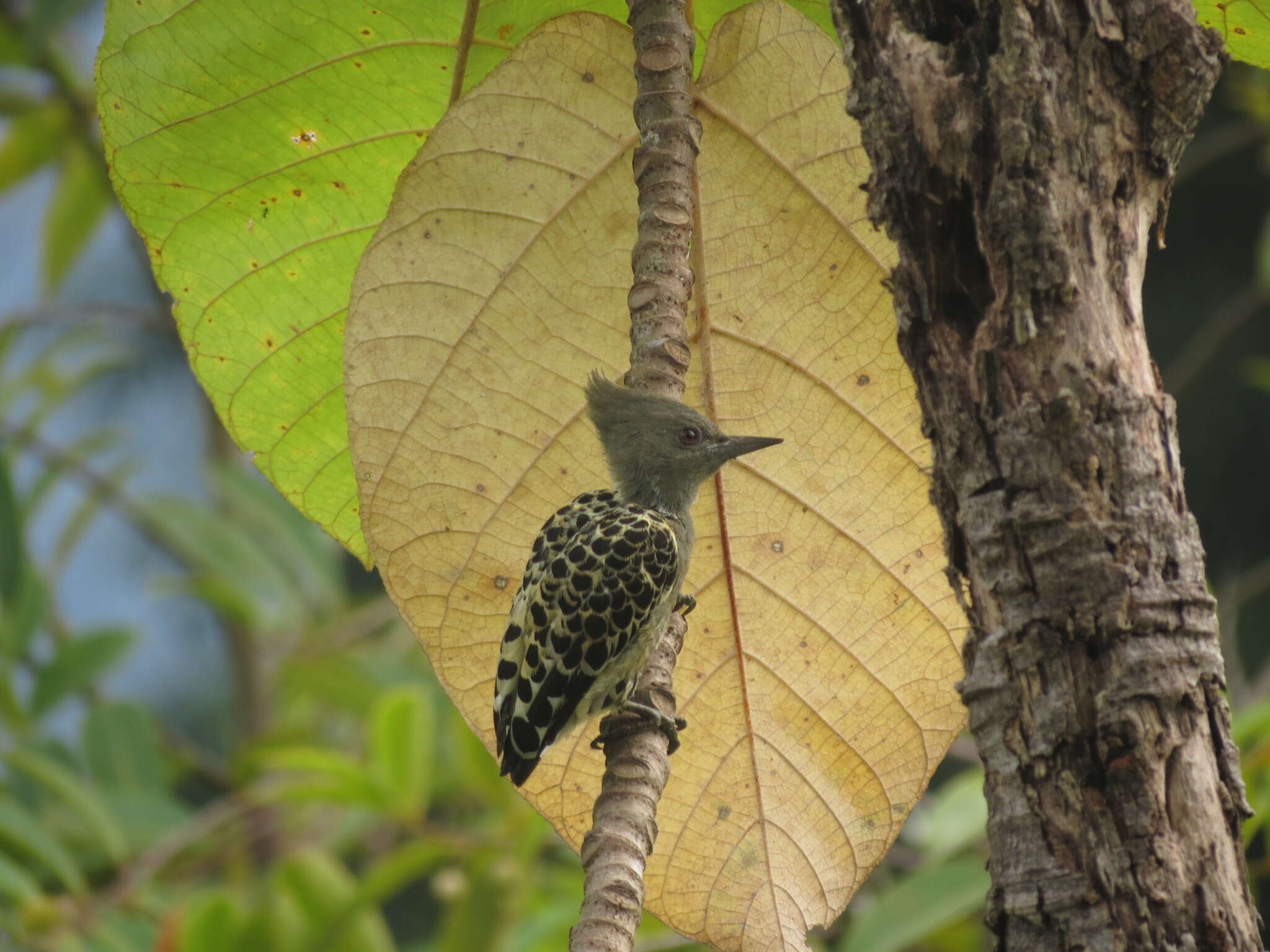 Image of Grey-and-buff Woodpecker