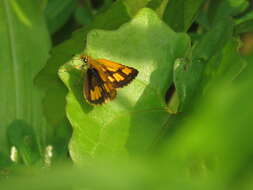 Image of Bush Hopper