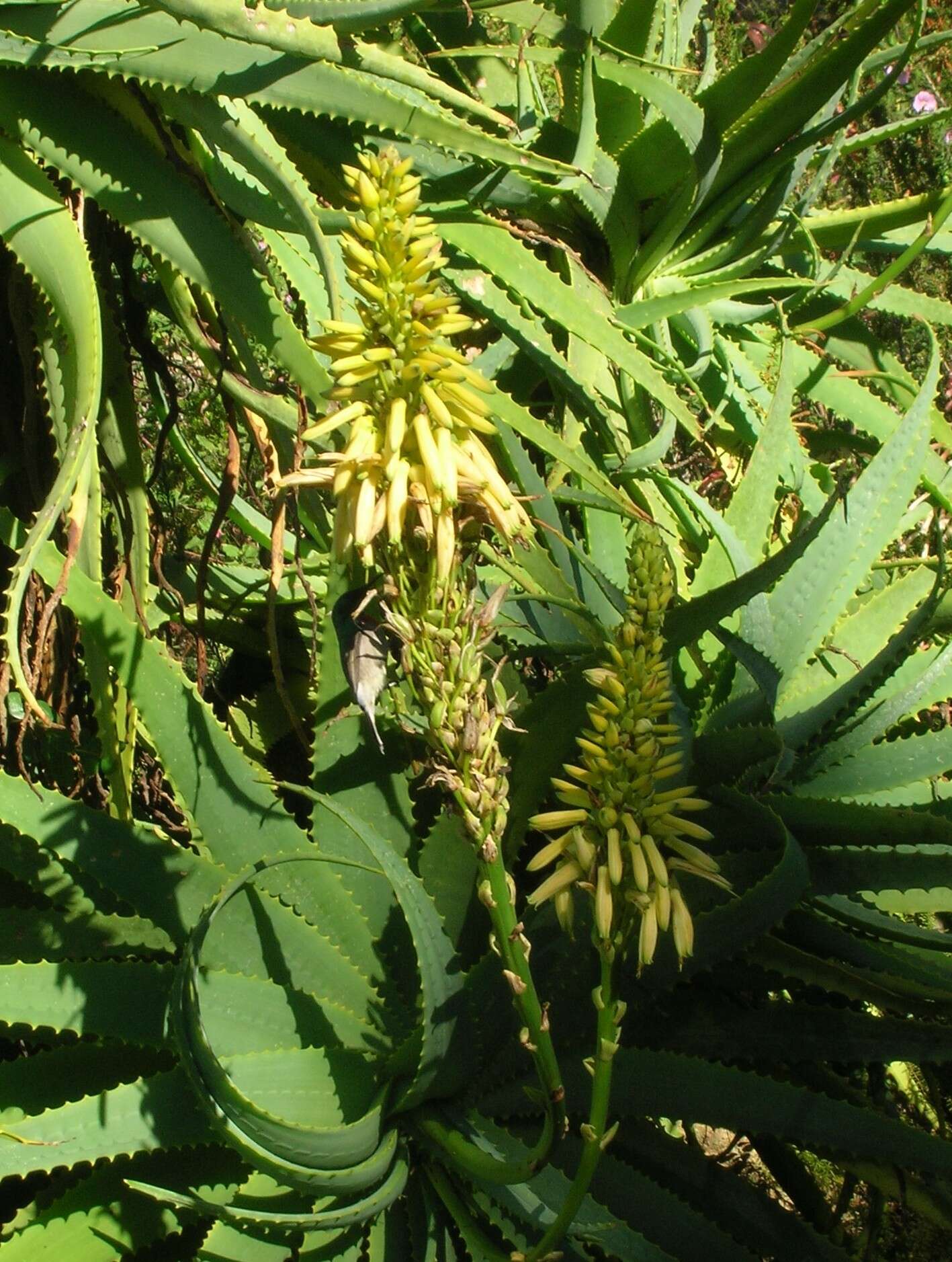 Image of candelabra aloe