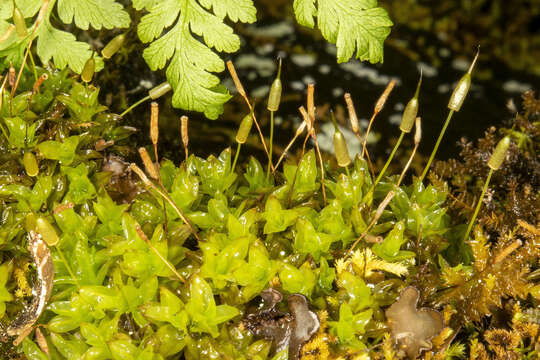 Image of fringed extinguisher-moss