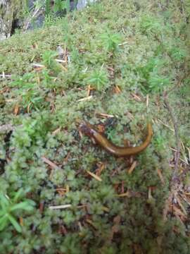 Image of Van Dyke's Salamander