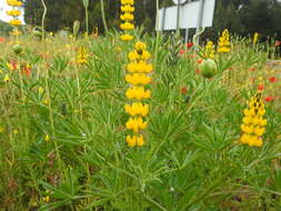 Image of European yellow lupine