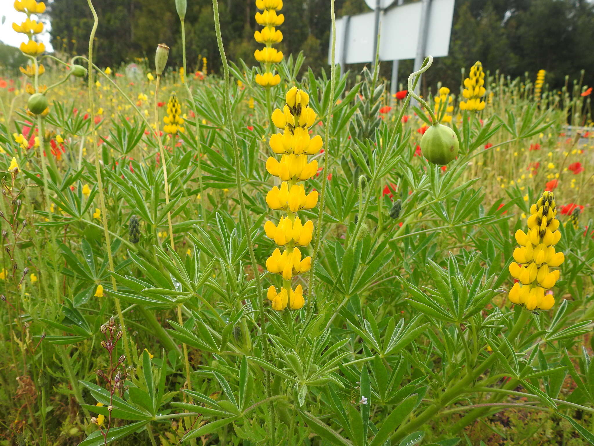 Image of European yellow lupine