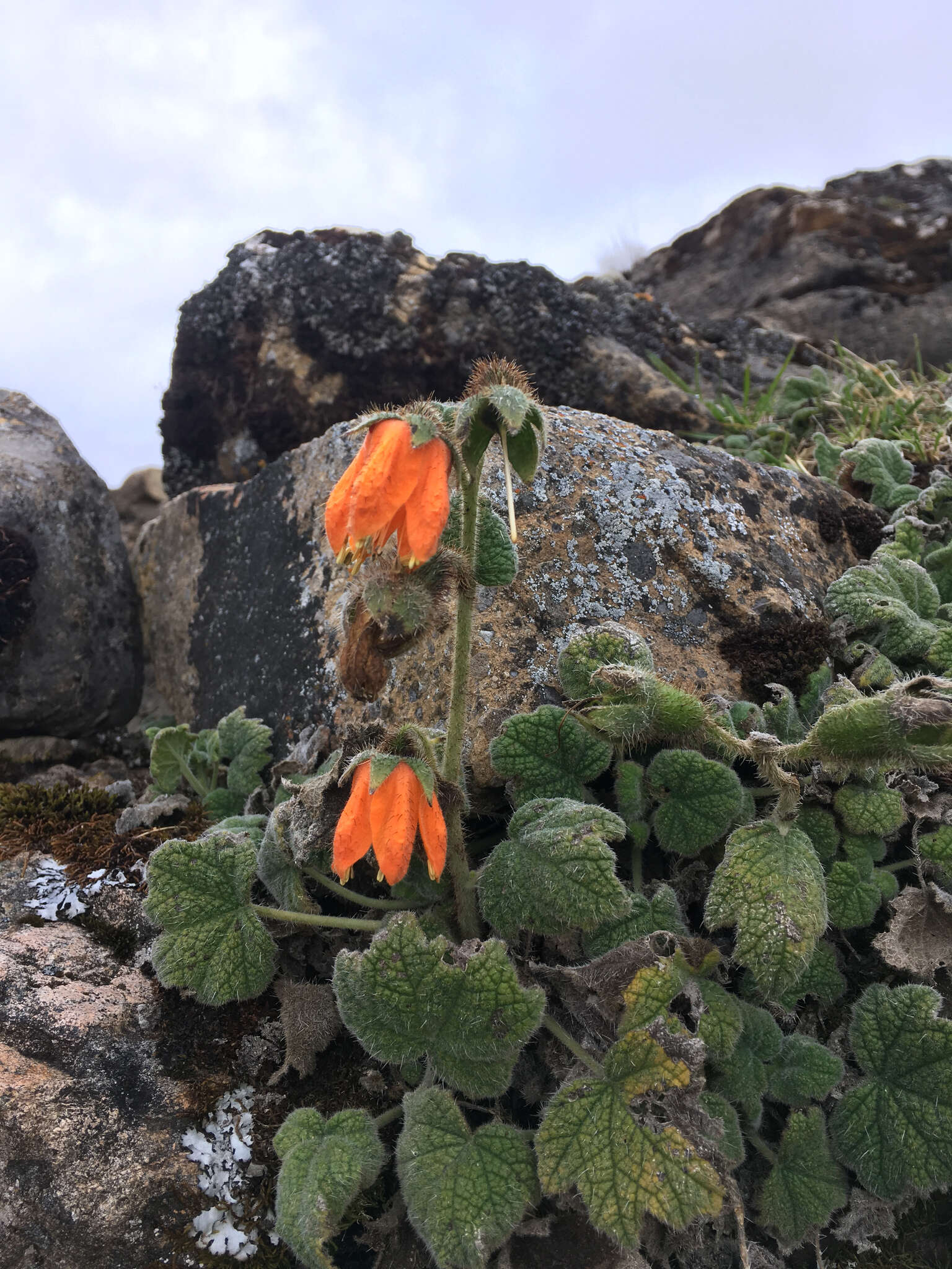 Image of Nasa ranunculifolia (Kunth) Weigend