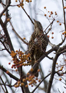 Image of Mistle Thrush