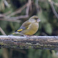 Image of Chloris Cuvier 1800