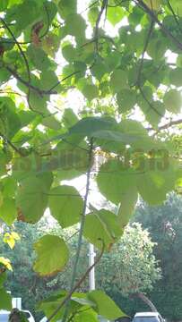 Image of parasol leaf tree