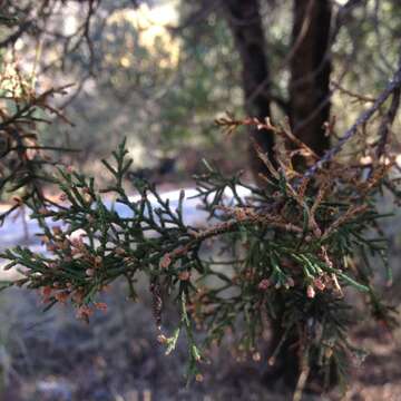 Image of Juniperus deppeana var. deppeana