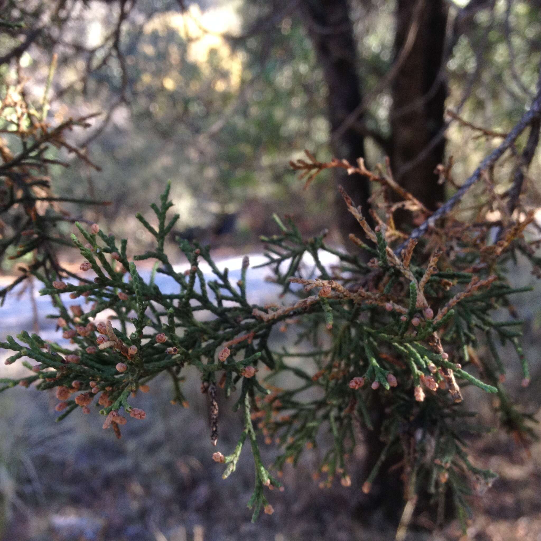 Juniperus deppeana var. deppeana resmi