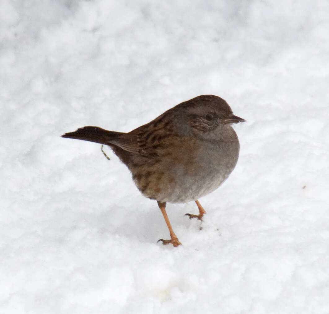 Image of Dunnock