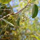 Image of velvetleaf