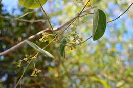 Sivun Cissampelos pareira L. kuva