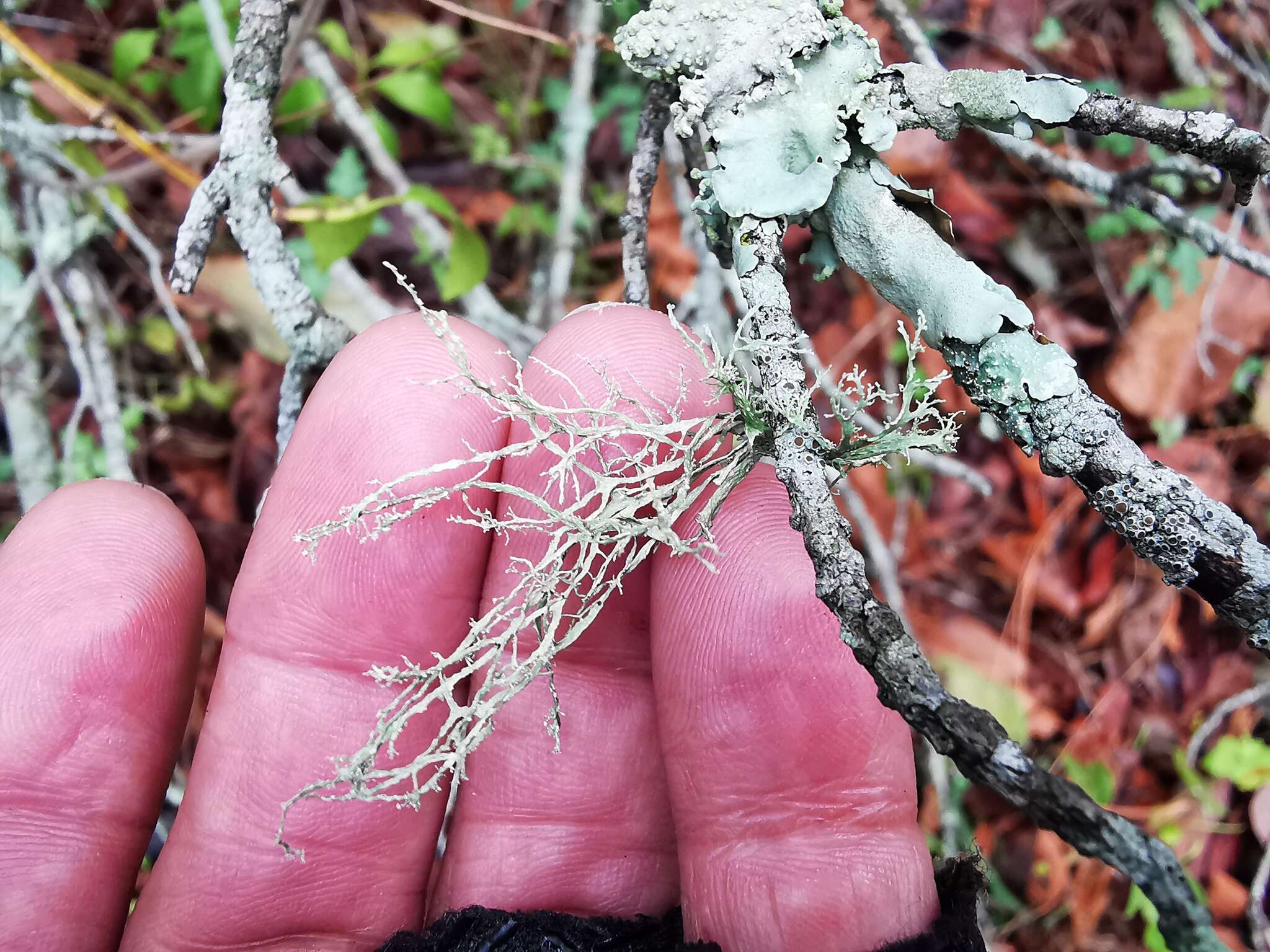 Image of Peruvian cartilage lichen