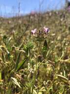 Image of clammy clover