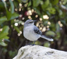 Image of Tropical Mockingbird