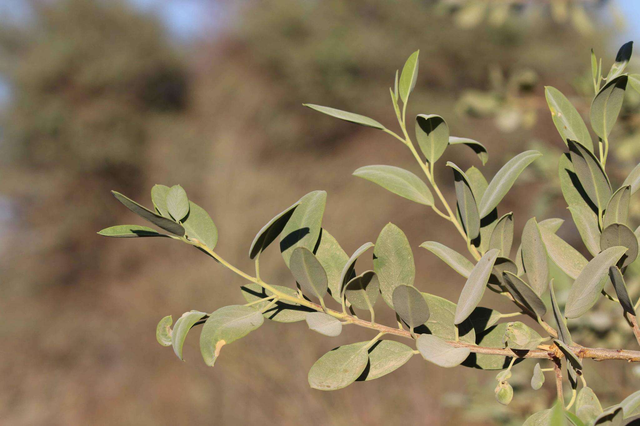 Image of Maerua schinzii Pax