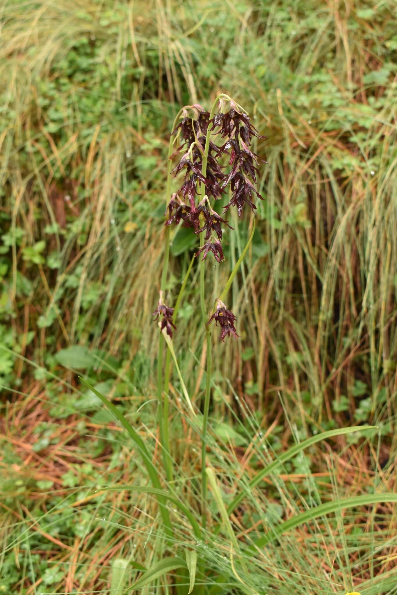 Image of Anticlea frigida (Schltdl. & Cham.) Zomlefer & Judd