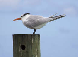 Image of Royal Tern