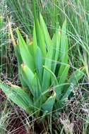 Слика од Ornithogalum saundersiae Baker