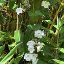 Image of Thunbergia grandiflora f. alba Leonard