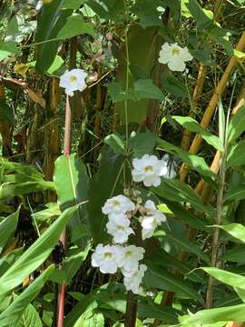 Image of Thunbergia grandiflora f. alba Leonard