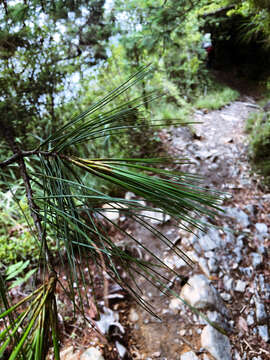 Image of Pinus armandii var. mastersiana (Hayata) Hayata