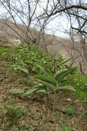 Image of Fritillaria sewerzowii Regel