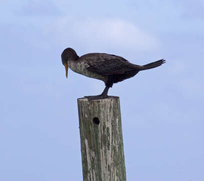 Image of Double-crested Cormorant