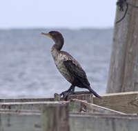 Plancia ëd Phalacrocorax auritus (Lesson & R 1831)