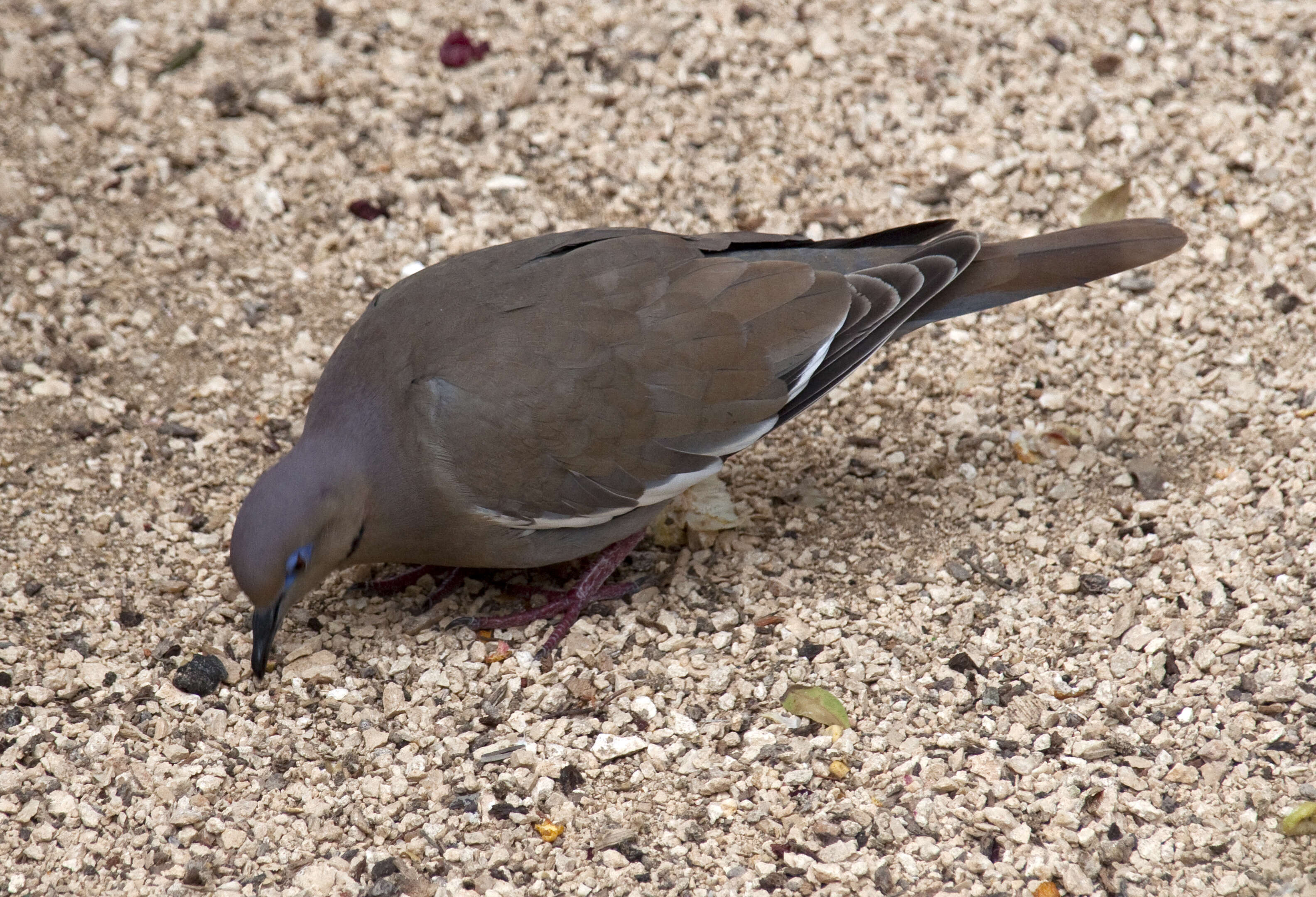 Image of White-winged Dove