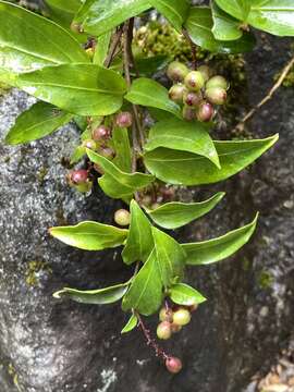 Image of Griselinia racemosa (Phil.) Taub.