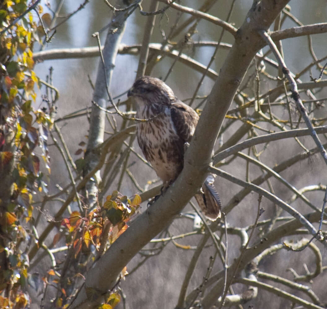 Image of Common Buzzard