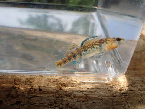 صورة Etheostoma lawrencei Ceas & Burr 2002