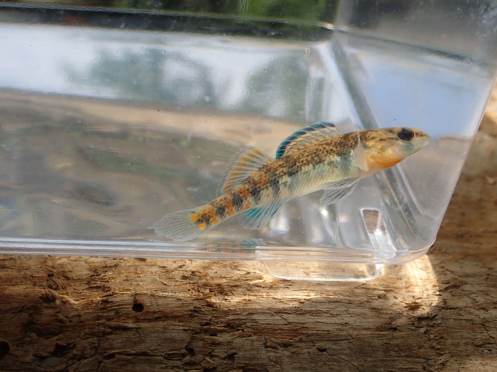 Image of Headwater Darter