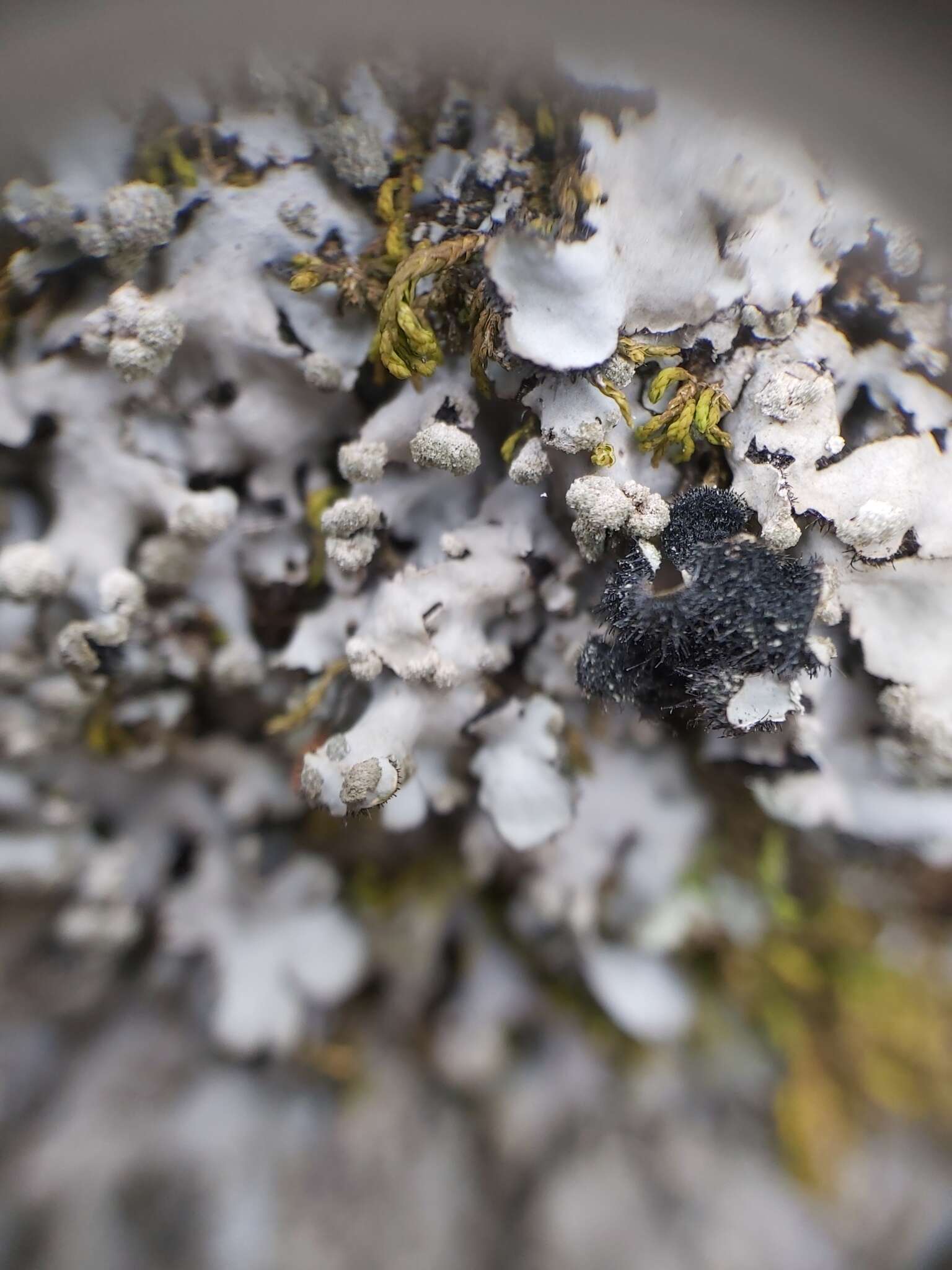 Image of hispid wreath lichen