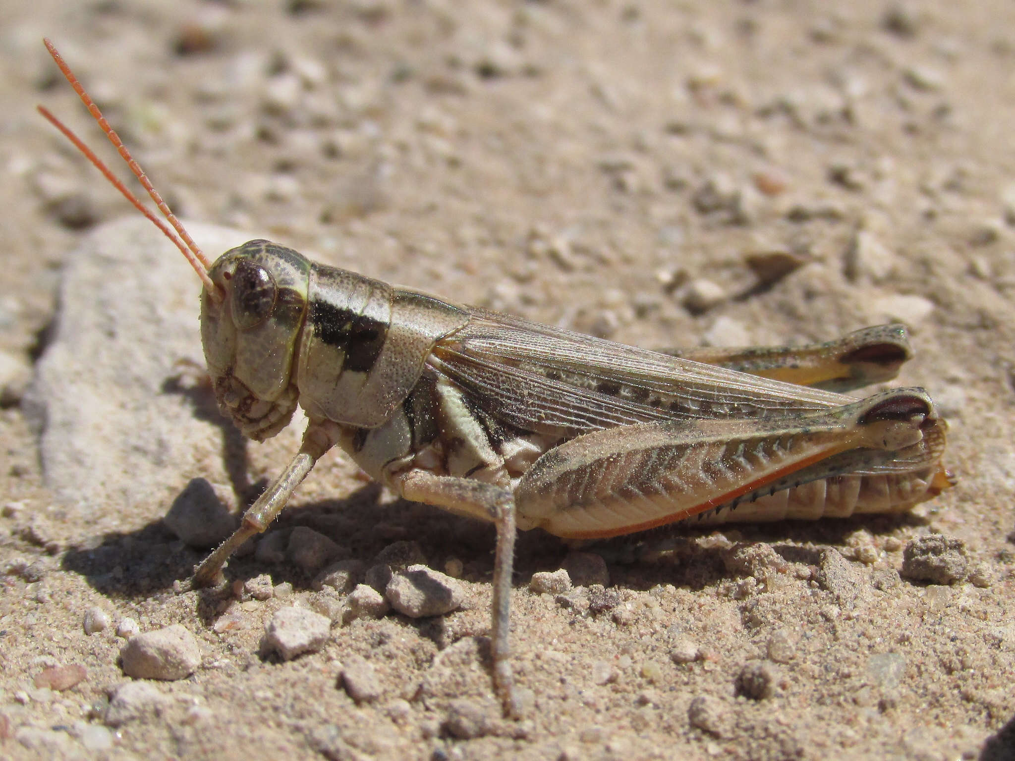 Image of Melanoplus confusus Scudder & S. H. 1897