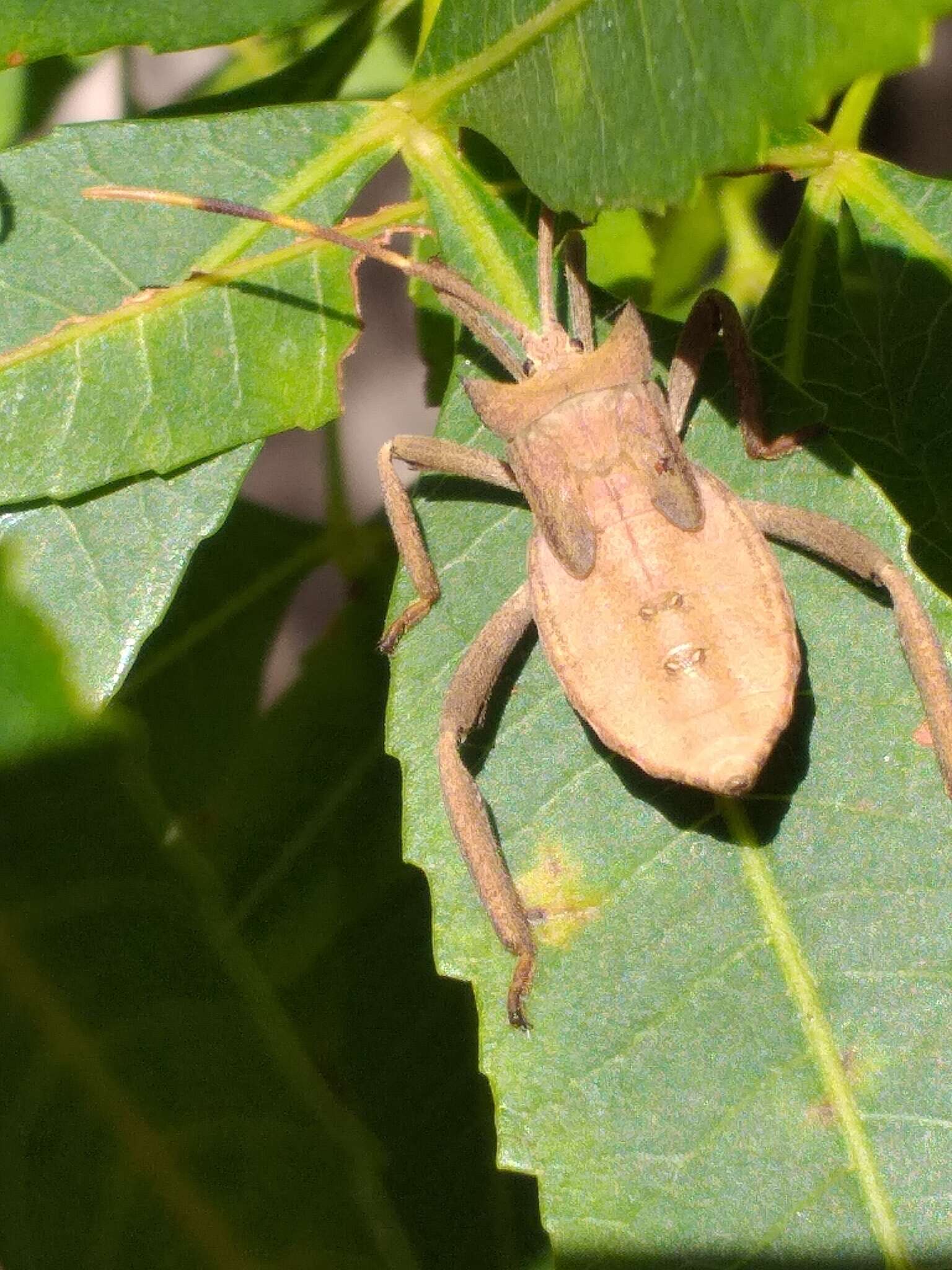 Image of Elasmopoda valga (Linnaeus 1758)