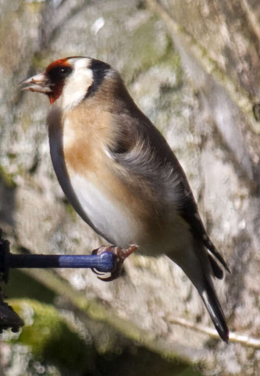 Image of European Goldfinch