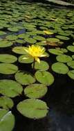 Image of yellow waterlily