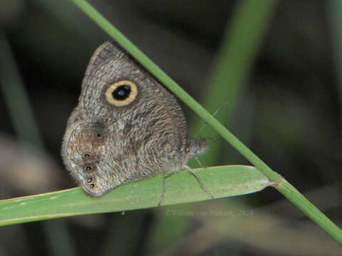 Imagem de Ypthimomorpha itonia Hewitson 1865