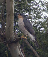 Image of Eurasian Sparrowhawk