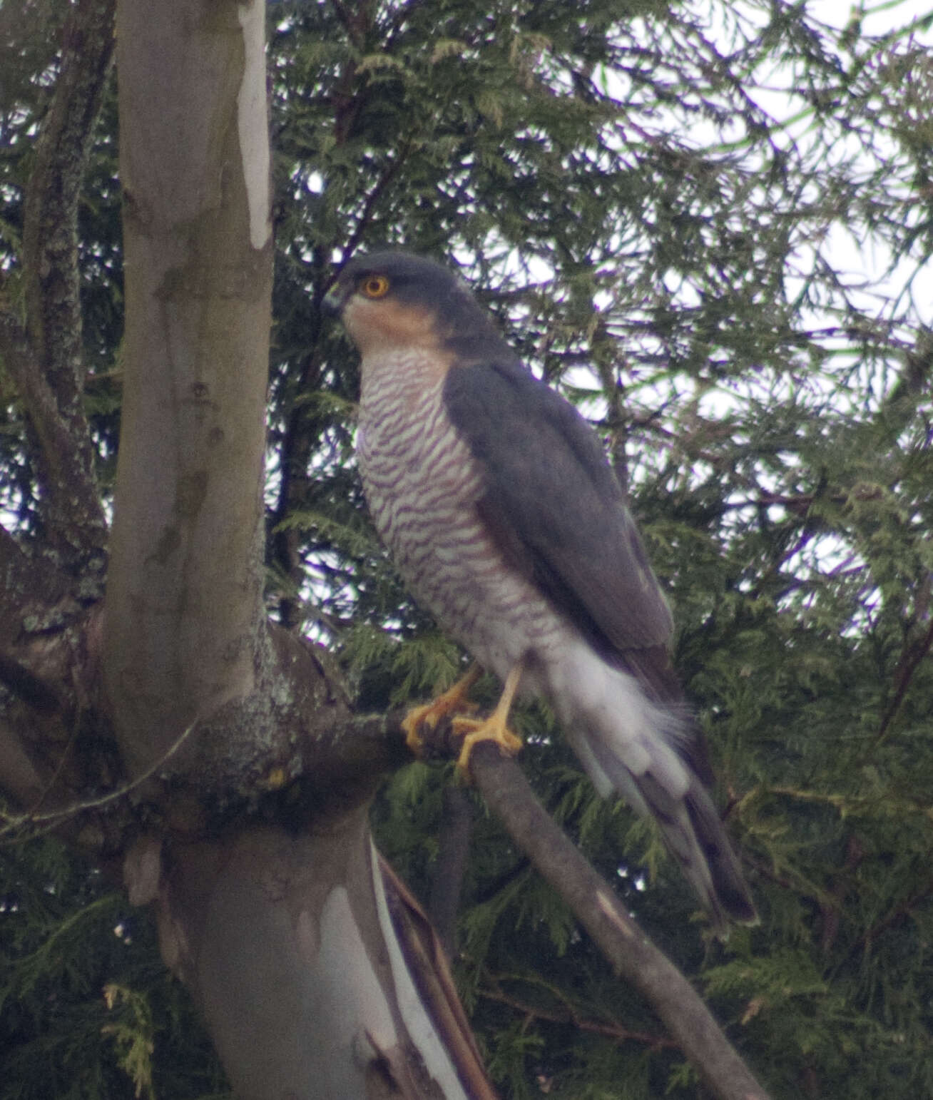 Image of Eurasian Sparrowhawk