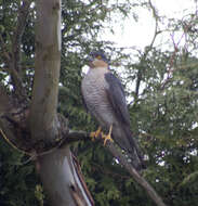 Image of Eurasian Sparrowhawk