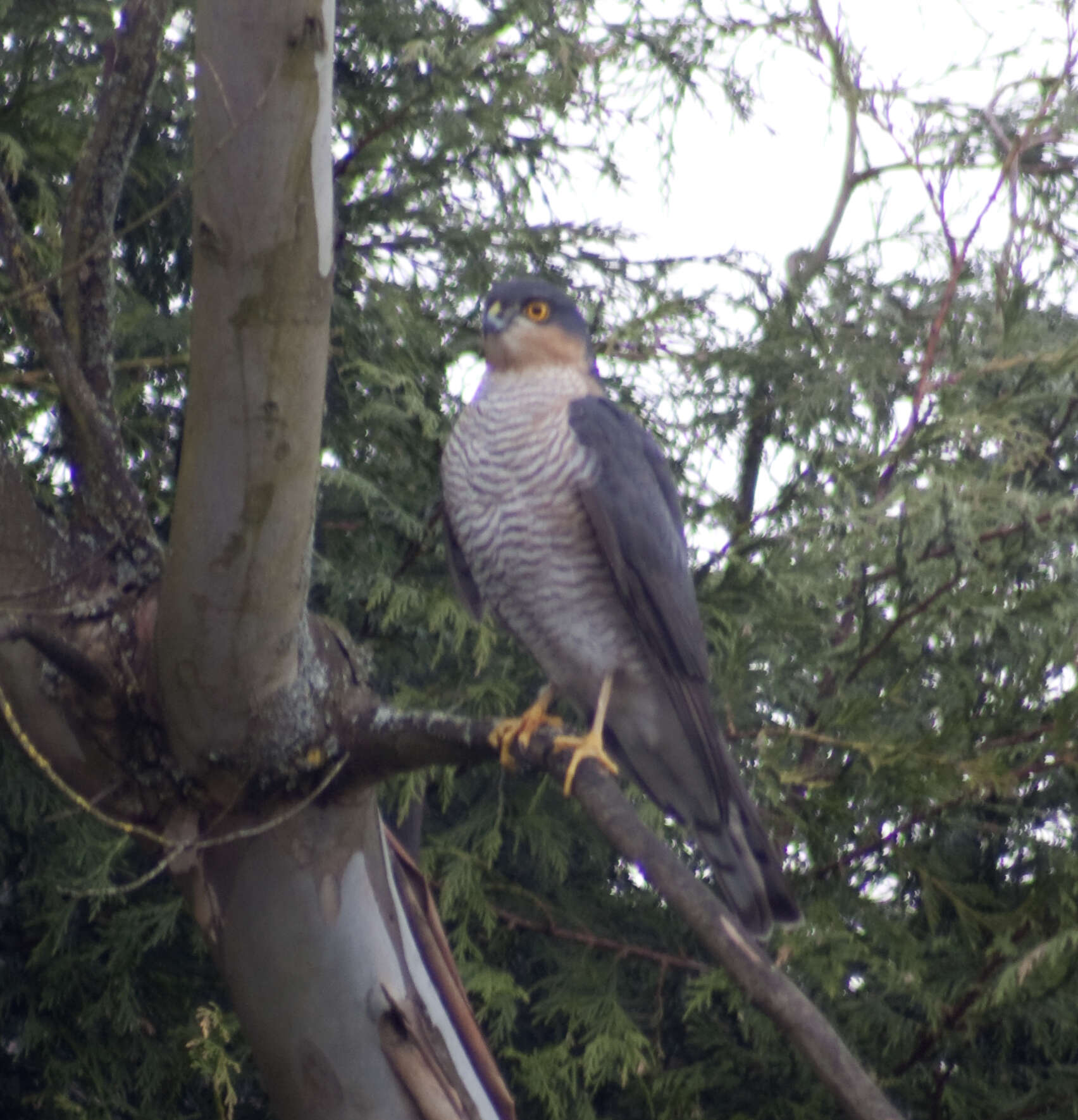 Image of Eurasian Sparrowhawk