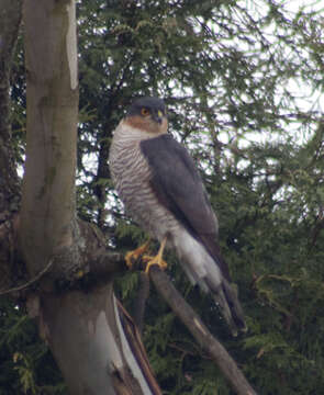 Image of Eurasian Sparrowhawk